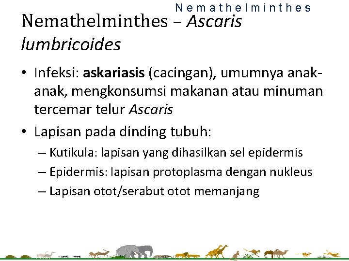 Nemathelminthes – Ascaris lumbricoides • Infeksi: askariasis (cacingan), umumnya anak, mengkonsumsi makanan atau minuman