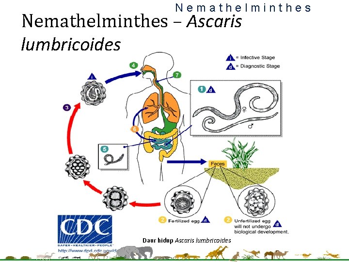 Nemathelminthes – Ascaris lumbricoides Daur hidup Ascaris lumbricoides 