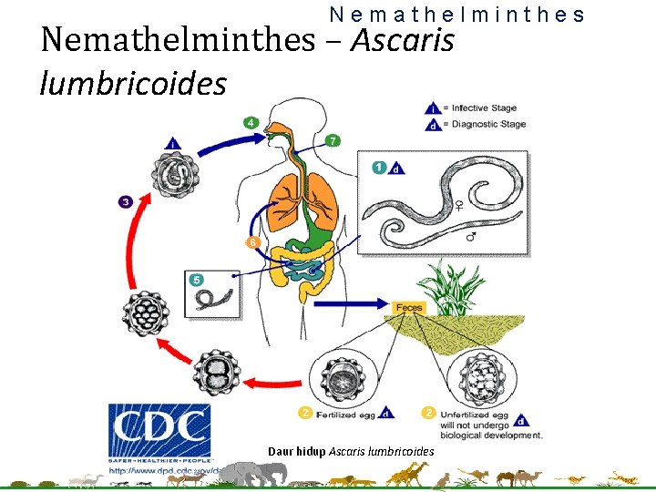 Nemathelminthes – Ascaris lumbricoides Daur hidup Ascaris lumbricoides Nemathelminthes – Ascaris lumbricoides Daur hidup Ascaris lumbricoides