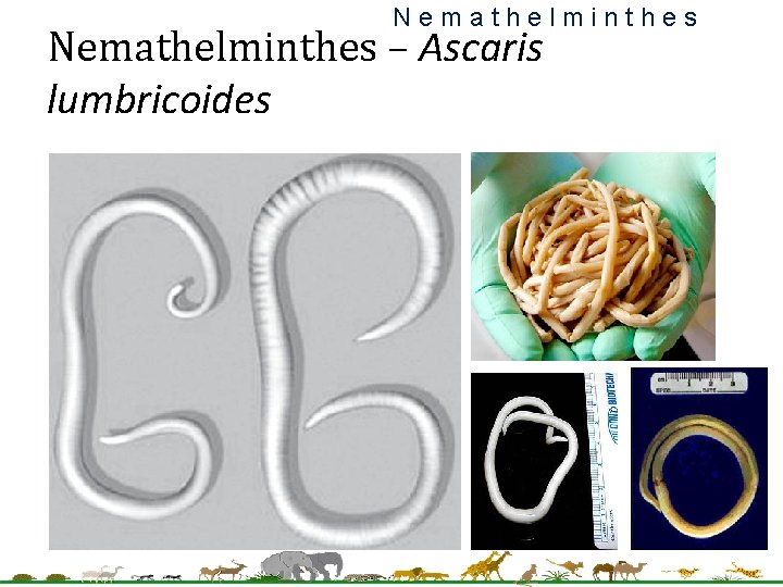 Nemathelminthes – Ascaris lumbricoides 