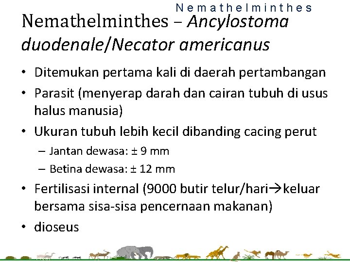 Nemathelminthes – Ancylostoma duodenale/Necator americanus • Ditemukan pertama kali di daerah pertambangan • Parasit