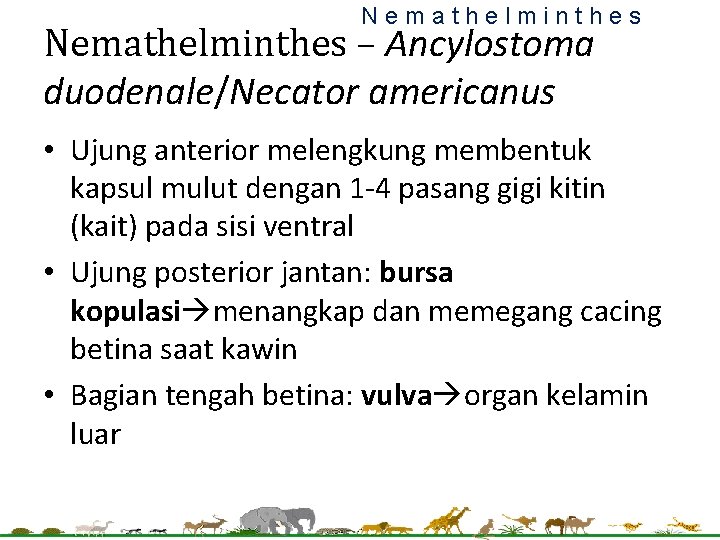 Nemathelminthes – Ancylostoma duodenale/Necator americanus • Ujung anterior melengkung membentuk kapsul mulut dengan 1