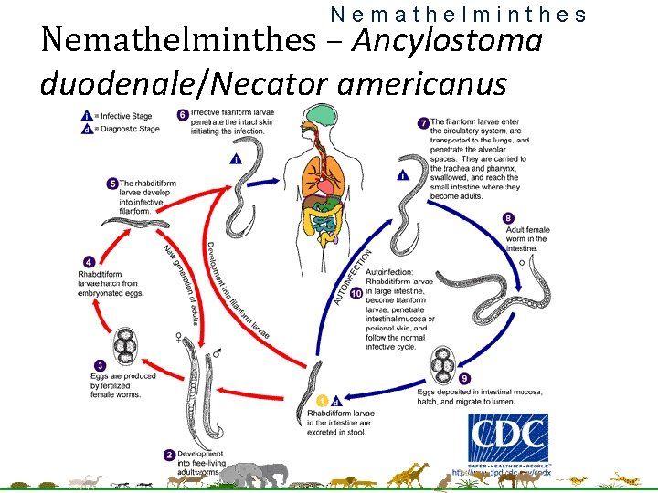 Nemathelminthes – Ancylostoma duodenale/Necator americanus 