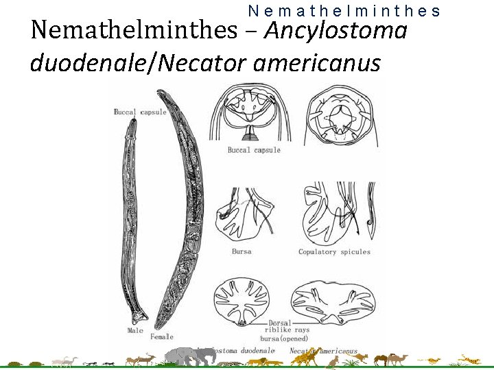 Nemathelminthes – Ancylostoma duodenale/Necator americanus 