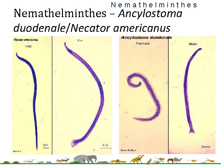 Nemathelminthes – Ancylostoma duodenale/Necator americanus 