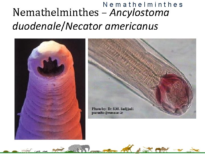 Nemathelminthes – Ancylostoma duodenale/Necator americanus 