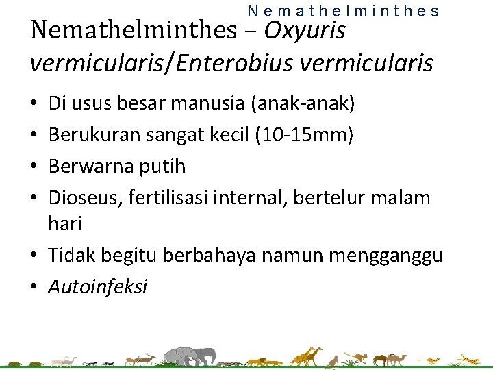 Nemathelminthes – Oxyuris vermicularis/Enterobius vermicularis Di usus besar manusia (anak-anak) Berukuran sangat kecil (10