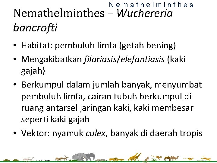 Nemathelminthes – Wuchereria bancrofti • Habitat: pembuluh limfa (getah bening) • Mengakibatkan filariasis/elefantiasis (kaki