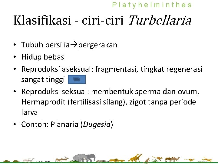 Platyhelminthes Klasifikasi - ciri-ciri Turbellaria • Tubuh bersilia pergerakan • Hidup bebas • Reproduksi
