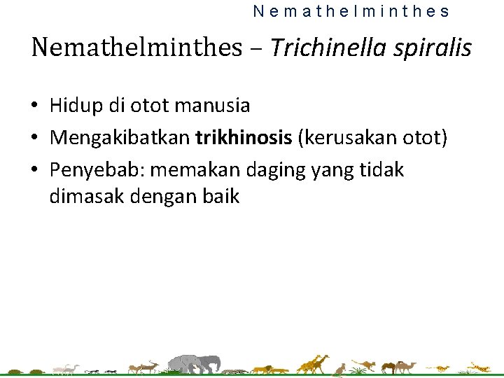 Nemathelminthes – Trichinella spiralis • Hidup di otot manusia • Mengakibatkan trikhinosis (kerusakan otot) Nemathelminthes – Trichinella spiralis • Hidup di otot manusia • Mengakibatkan trikhinosis (kerusakan otot)