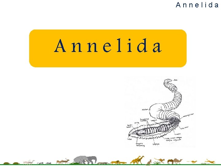 Annelida Annelida