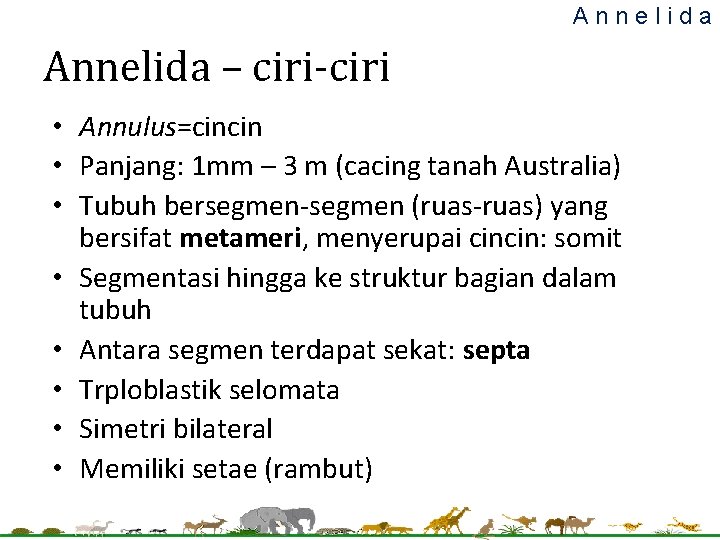 Annelida – ciri-ciri • Annulus=cincin • Panjang: 1 mm – 3 m (cacing tanah