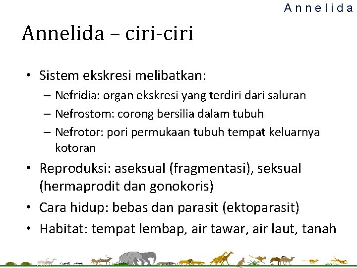 Annelida – ciri-ciri • Sistem ekskresi melibatkan: – Nefridia: organ ekskresi yang terdiri dari