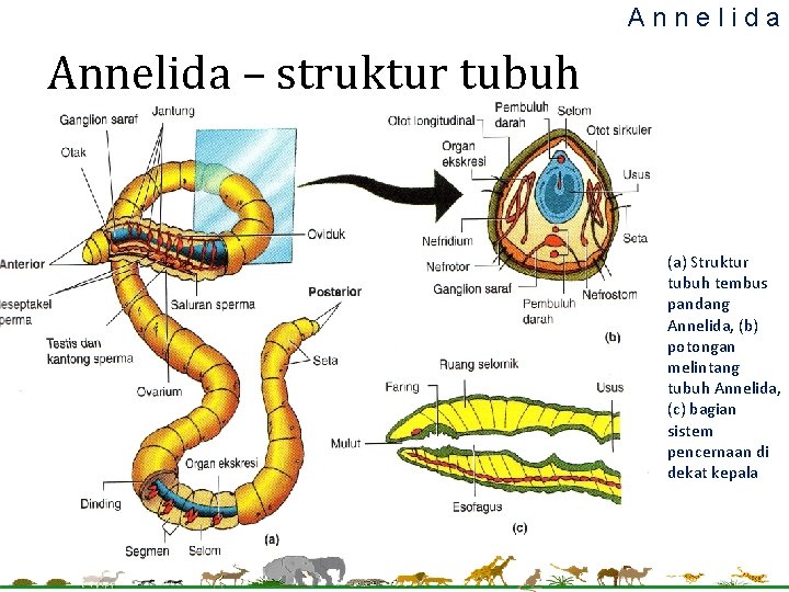 Annelida – struktur tubuh (a) Struktur tubuh tembus pandang Annelida, (b) potongan melintang tubuh