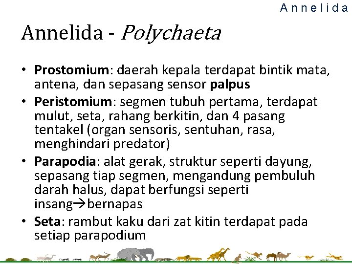Annelida - Polychaeta • Prostomium: daerah kepala terdapat bintik mata, antena, dan sepasang sensor