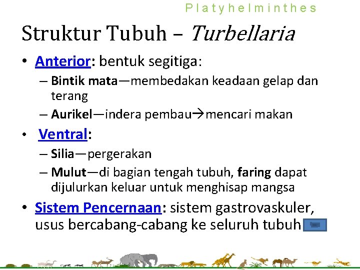 Platyhelminthes Struktur Tubuh – Turbellaria • Anterior: bentuk segitiga: – Bintik mata—membedakan keadaan gelap Platyhelminthes Struktur Tubuh – Turbellaria • Anterior: bentuk segitiga: – Bintik mata—membedakan keadaan gelap