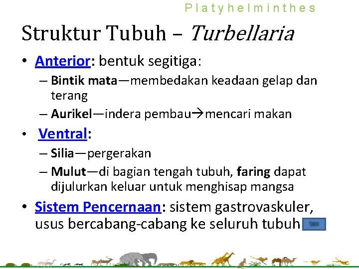 Platyhelminthes Struktur Tubuh – Turbellaria • Anterior: bentuk segitiga: – Bintik mata—membedakan keadaan gelap