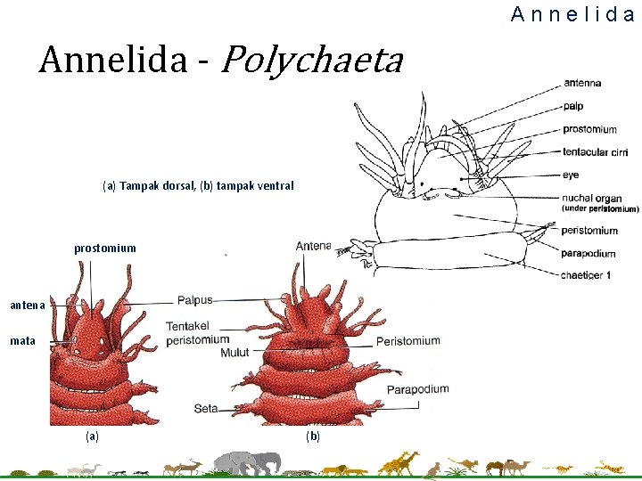 Annelida - Polychaeta (a) Tampak dorsal, (b) tampak ventral prostomium antena mata (a) (b) Annelida - Polychaeta (a) Tampak dorsal, (b) tampak ventral prostomium antena mata (a) (b)