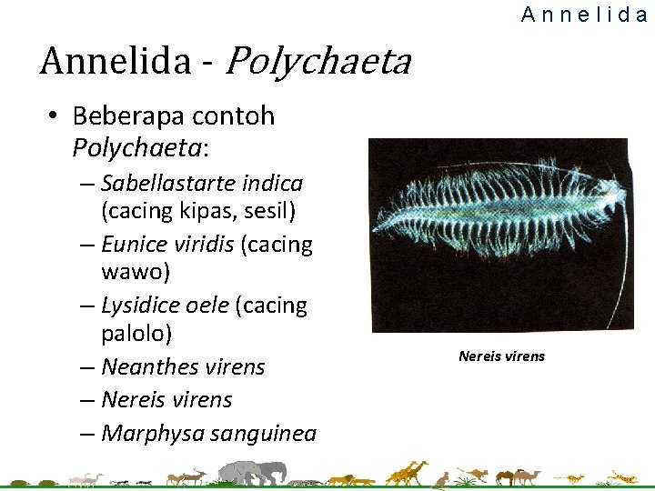 Annelida - Polychaeta • Beberapa contoh Polychaeta: – Sabellastarte indica (cacing kipas, sesil) – Annelida - Polychaeta • Beberapa contoh Polychaeta: – Sabellastarte indica (cacing kipas, sesil) –