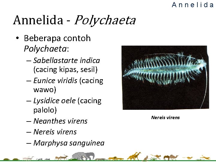 Annelida - Polychaeta • Beberapa contoh Polychaeta: – Sabellastarte indica (cacing kipas, sesil) –