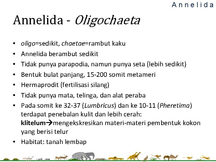 Annelida - Oligochaeta oligo=sedikit, chaetae=rambut kaku Annelida berambut sedikit Tidak punya parapodia, namun punya