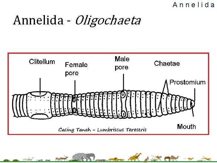 Annelida - Oligochaeta Annelida - Oligochaeta