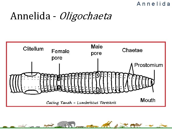 Annelida - Oligochaeta 