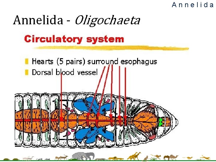 Annelida - Oligochaeta 