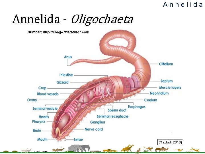 Annelida - Oligochaeta 