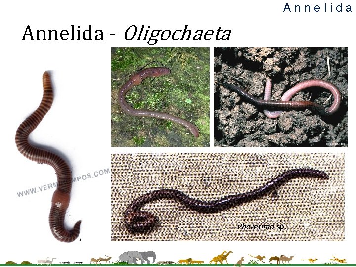 Annelida - Oligochaeta Pheretima sp. 