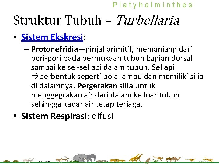 Platyhelminthes Struktur Tubuh – Turbellaria • Sistem Ekskresi: – Protonefridia—ginjal primitif, memanjang dari pori-pori