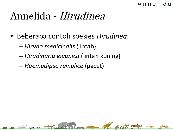 Annelida - Hirudinea • Beberapa contoh spesies Hirudinea: – Hirudo medicinalis (lintah) – Hirudinaria