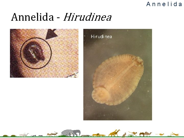 Annelida - Hirudinea 