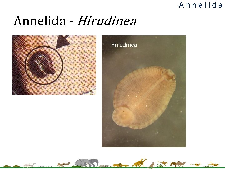Annelida - Hirudinea Annelida - Hirudinea