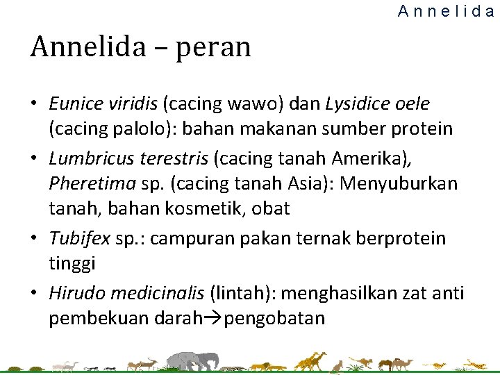 Annelida – peran • Eunice viridis (cacing wawo) dan Lysidice oele (cacing palolo): bahan