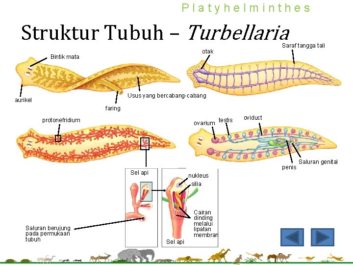 Platyhelminthes Struktur Tubuh – Turbellaria Saraf tangga tali otak Bintik mata Usus yang bercabang-cabang