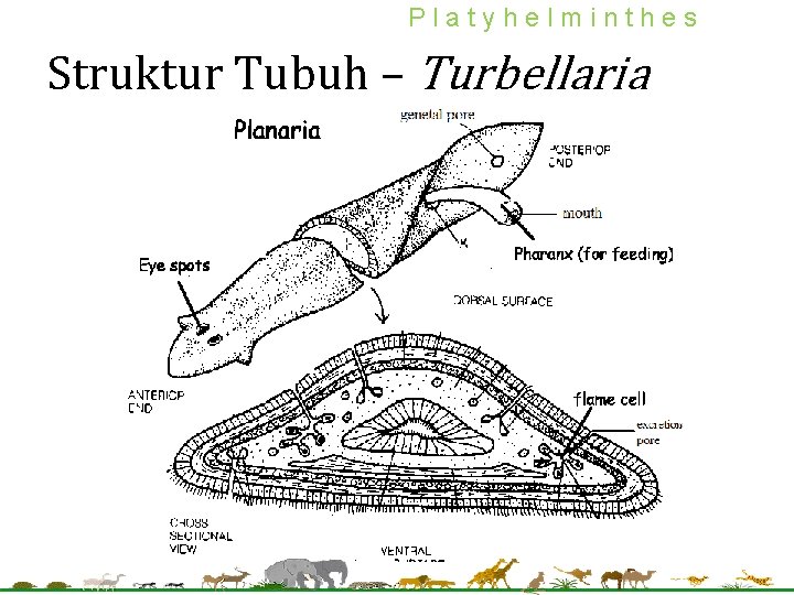Platyhelminthes Struktur Tubuh – Turbellaria 