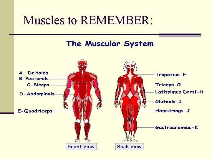 Muscles to REMEMBER: 