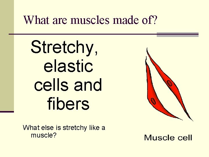 What are muscles made of? Stretchy, elastic cells and fibers What else is stretchy