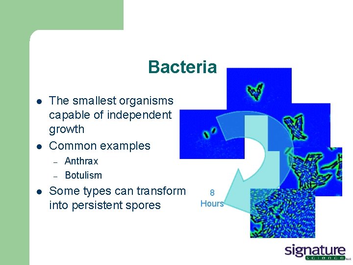 Bacteria l l The smallest organisms capable of independent growth Common examples – –