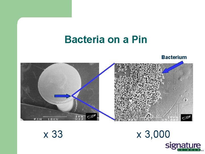 Bacteria on a Pin Bacterium x 33 x 3, 000 