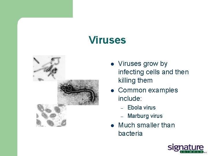 Viruses l l Viruses grow by infecting cells and then killing them Common examples