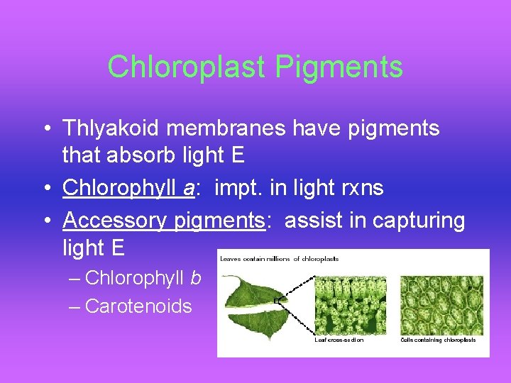 Chloroplast Pigments • Thlyakoid membranes have pigments that absorb light E • Chlorophyll a: