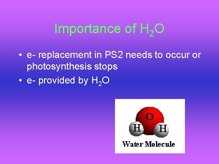 Importance of H 2 O • e- replacement in PS 2 needs to occur