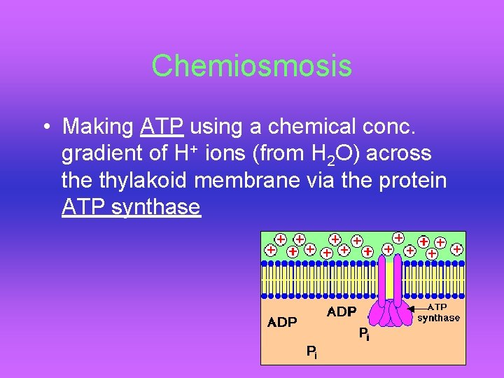 Chemiosmosis • Making ATP using a chemical conc. gradient of H+ ions (from H