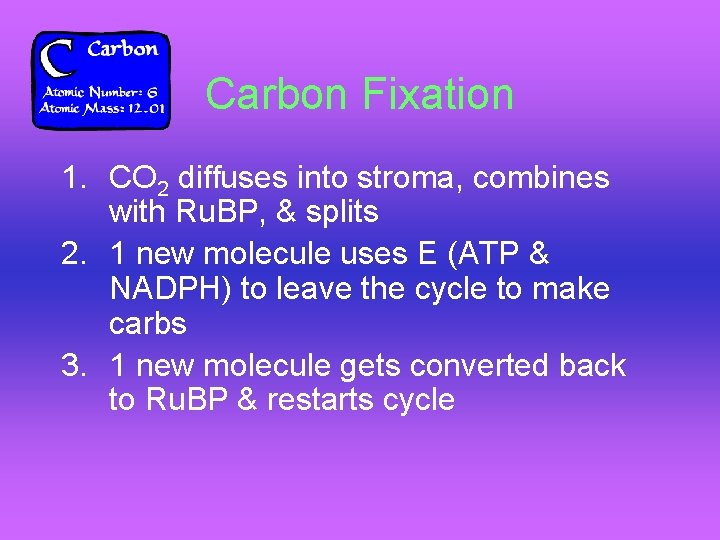 Carbon Fixation 1. CO 2 diffuses into stroma, combines with Ru. BP, & splits