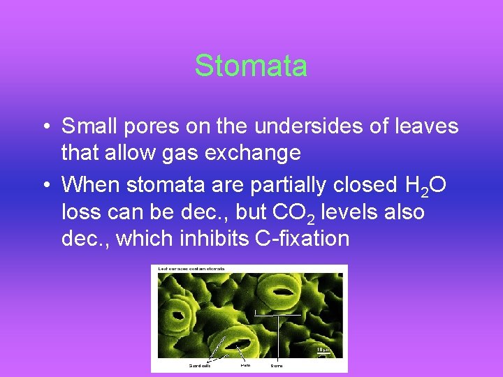 Stomata • Small pores on the undersides of leaves that allow gas exchange •