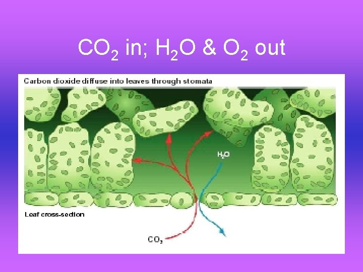 CO 2 in; H 2 O & O 2 out 