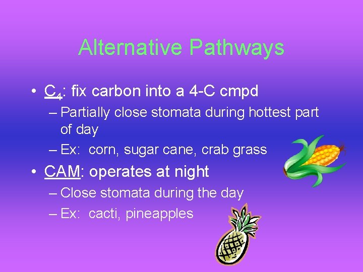 Alternative Pathways • C 4: fix carbon into a 4 -C cmpd – Partially