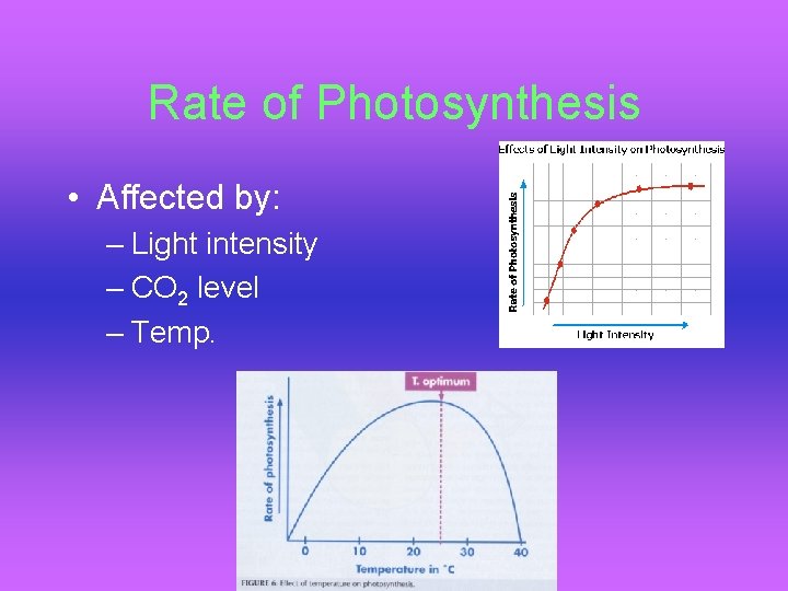 Rate of Photosynthesis • Affected by: – Light intensity – CO 2 level –